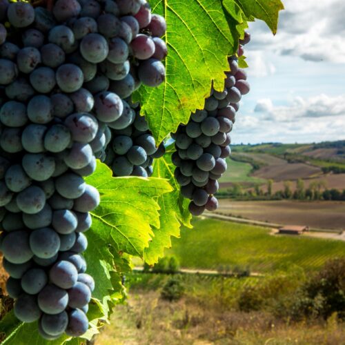 Chianti Classico Tour